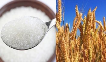Die Untersuchungsberichte zur aktuellen Zucker- und Weizenkrise bestätigen, dass die kapitalistische Demokratie jener zerstörerische Virus ist, den es einzudämmen und zu beseitigen gilt, damit niemand zu Schaden kommt!